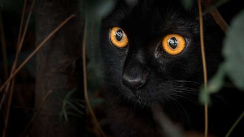 ¿Qué ven los gatos en la oscuridad?