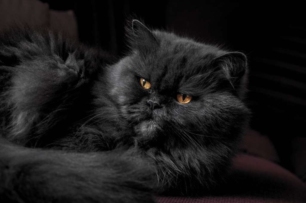 El gato persa: carácter y cuidados.