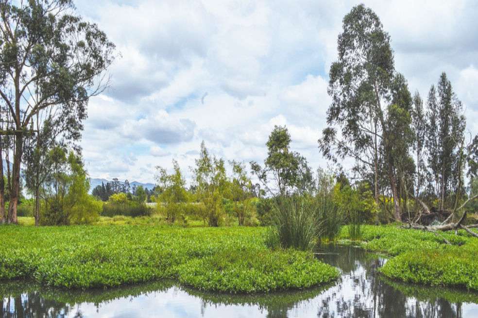 Con 15 humedales, Bogotá es el centro urbano que más de estos ecosistemas tiene en el país. / Archivo El Espectador.