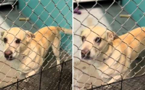 “Adopté un perro viejito y me cambió la vida”: la historia de Clay y Bo