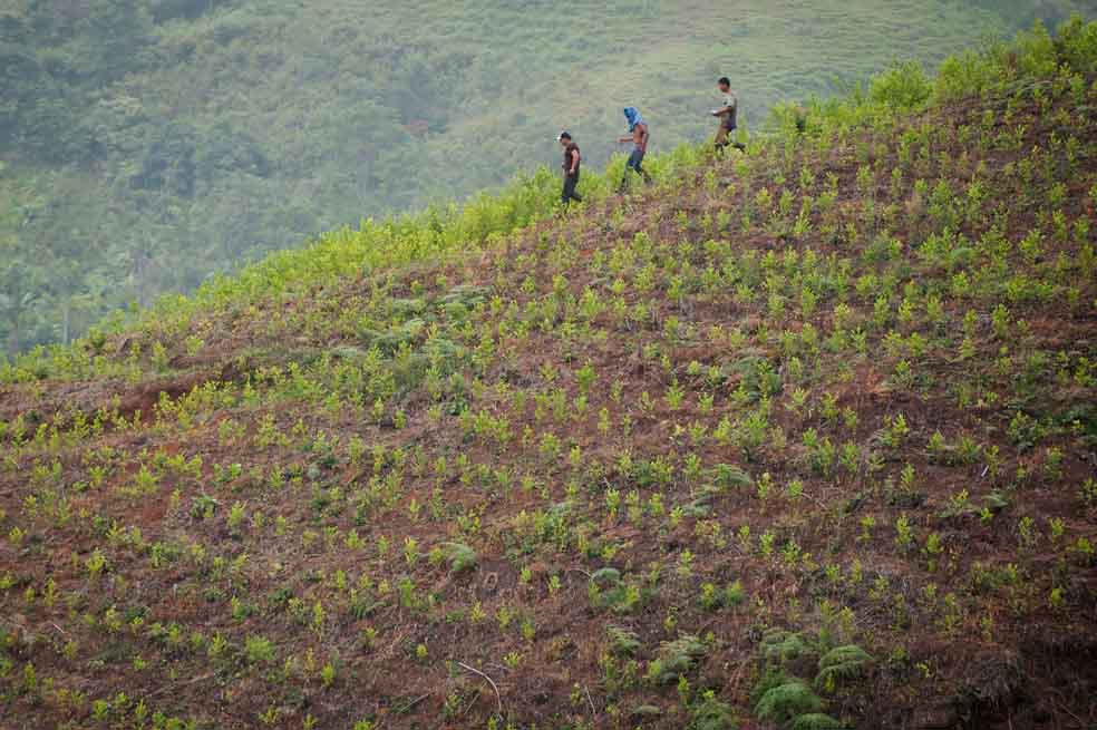 Naciones Unidas estiman que el valor del comercio de drogas ilegales es de US$330.000 millones al año, de los que el cannabis corresponde casi a la mitad. /AFP