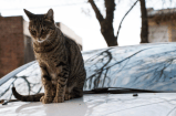 Esta es la forma correcta de llevar a un gato en un carro: hay errores comunes