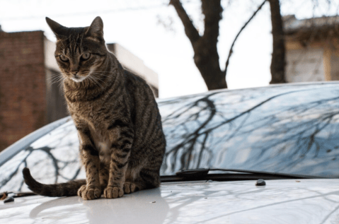 Esta es la forma correcta de llevar a un gato en un carro: hay errores comunes