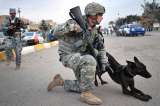 Talibanes secuestran perro de guerra en Afganistán