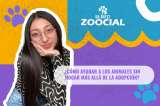 (Video) ¿Cómo ayudar a los animales sin hogar más allá de la adopción?