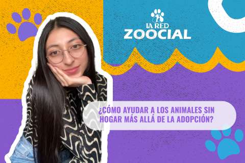 (Video) ¿Cómo ayudar a los animales sin hogar más allá de la adopción?