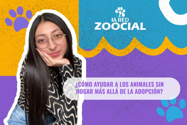 (Video) ¿Cómo ayudar a los animales sin hogar más allá de la adopción?