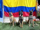 Los cuatro perros colombianos que fueron homenajeados por rescatar vidas en Venezuela