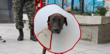 Negrita, la canina que motivó una alianza entre las autoridades para ayudar a mascotas sin hogar