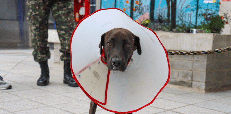Negrita, la canina que motivó una alianza entre las autoridades para ayudar a mascotas sin hogar