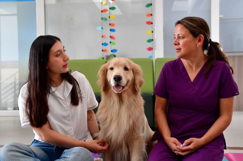 Perros que ayudan a sanar: animales como apoyo clave en la salud mental
