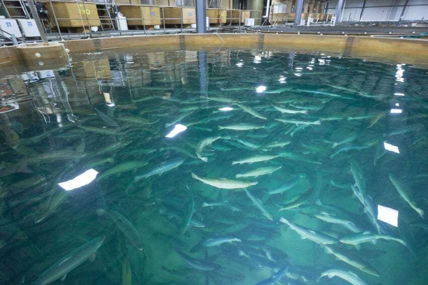 Los salmones transgénicos se crían en tanques especiales para prevenir escapes accidentales.