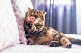 ¿Por qué la lengua de los gatos es carrasposa?