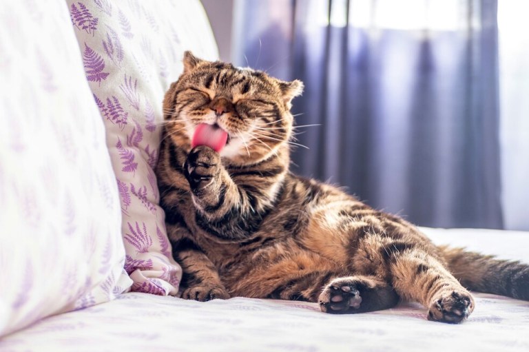 ¿Por qué la lengua de los gatos es carrasposa?