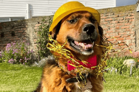 Estos son los perros presidenciales en algunos países de Sudamérica