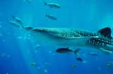 Nadar con tiburones ballena, una experiencia única y ecológica en Filipinas