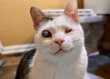 Amor a primer abrazo: gato ciego fue adoptado tras ser rescatado en guarida de oso