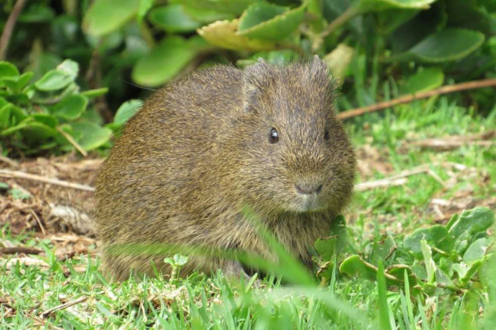 Curi (Cavia aperea anolaimae), en el humedal Tibabuyes en Bogotá.