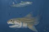 Descubren dos nuevas especies antiguas de tiburones