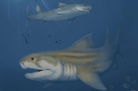 Descubren dos nuevas especies antiguas de tiburones