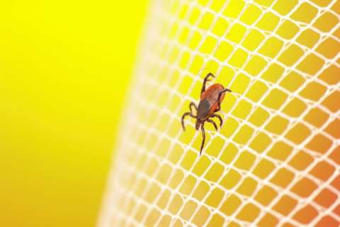 ¿Qué significa soñar con garrapatas? Este es el mensaje oculto en ese sueño