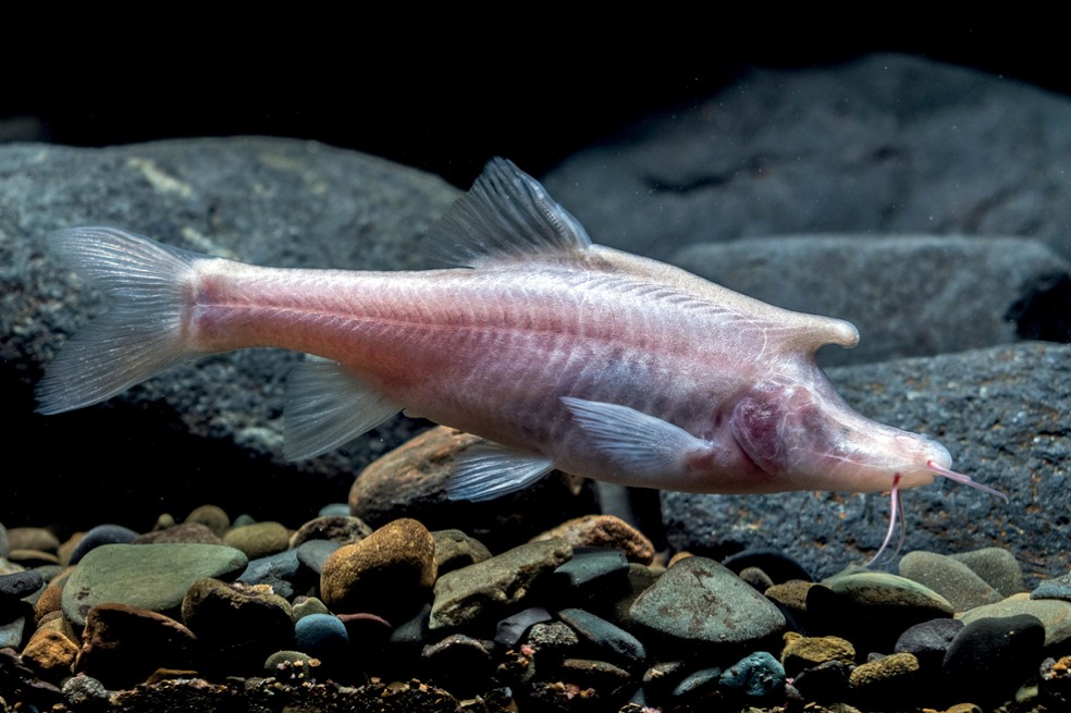 La especie fue encontrada en una cueva en la provincia de Guizhou, en China.