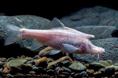 Encuentran una extraña especie de pez ciego con cuerno como el de un unicornio