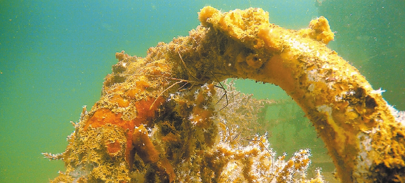 La regeneración de coral alrededor del barco avanza de buena manera.
