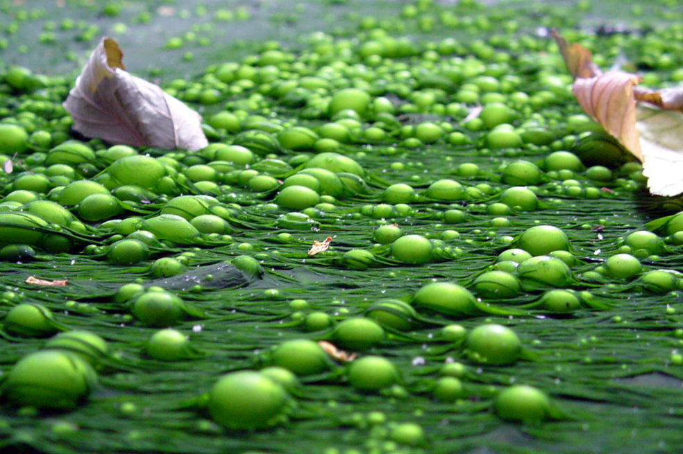 La eutrofización es el exceso de algas verdes en las aguas, por causa de un exceso de nutrientes, hace que las aguas se tiñan de ese color y que haya menos oxígeno disuelto, lo que impide, y muchas veces acaba, el crecimiento de toda forma de vida. / Wikimedia
