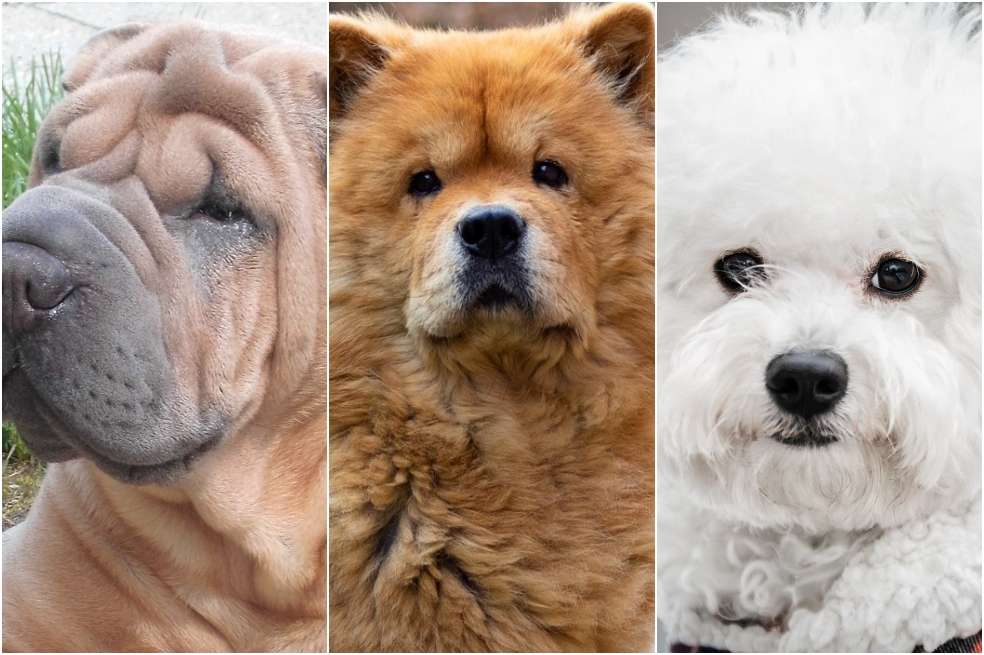 Perros tiernos.