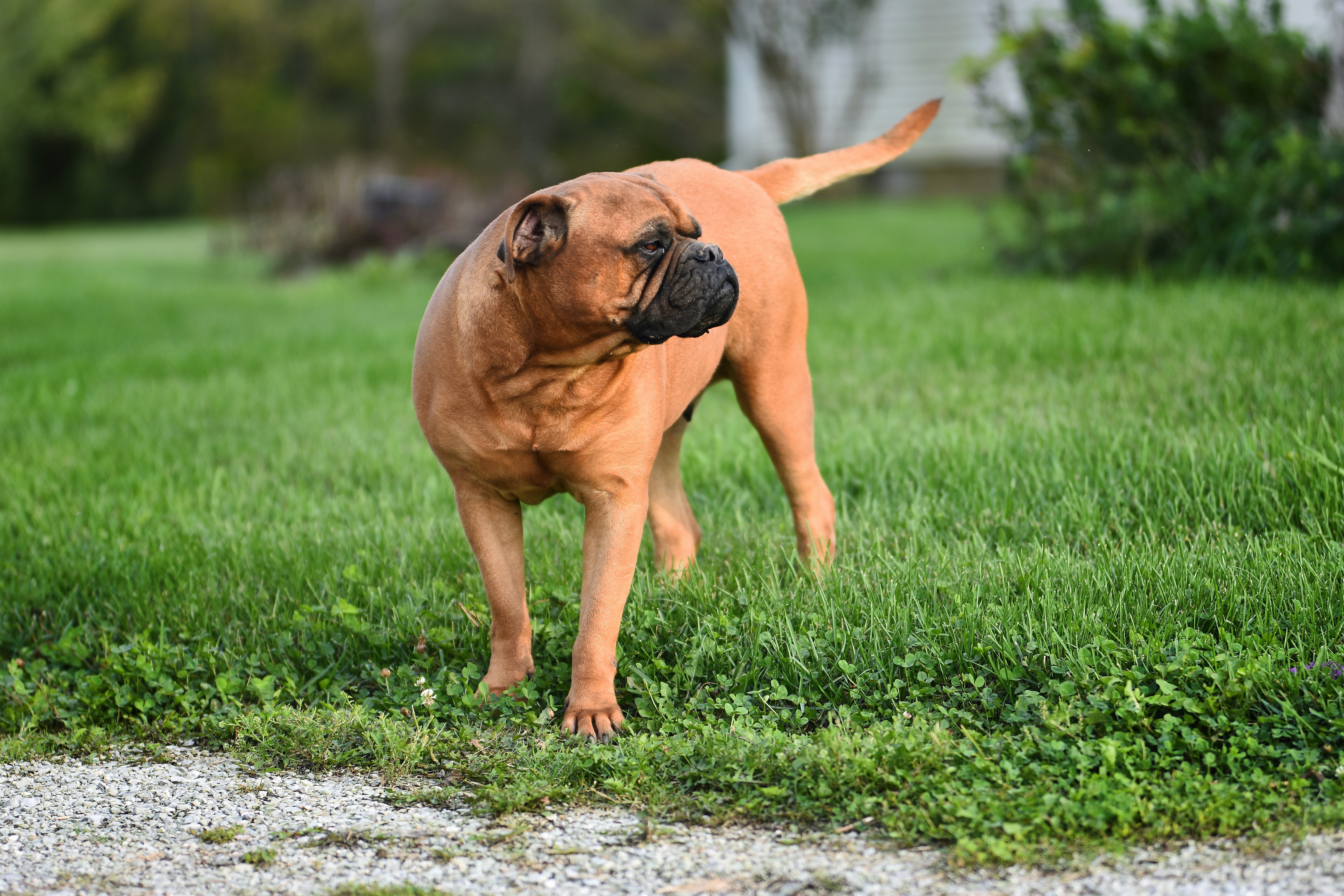 Cuál es la mejor raza de perro guardián
