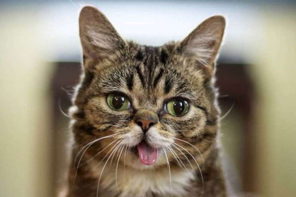 Ella era Lil Bub, la gata con malformaciones genéticas más famosa de internet que murió esta semana.  / Tomada de Instagram / @iamlilbub