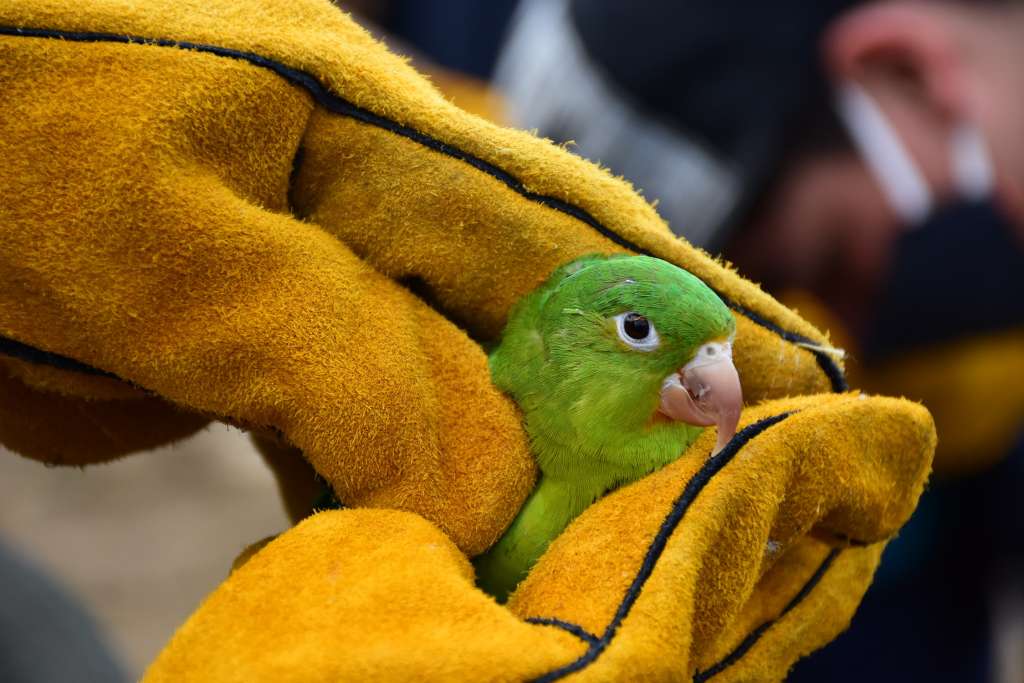 Muchos de los animales no corren con la suerte de estos trece ejemplares y no son aptos para regresar a su hábitat natural por las afectaciones físicas o de comportamiento que puede causar el cautiverio.