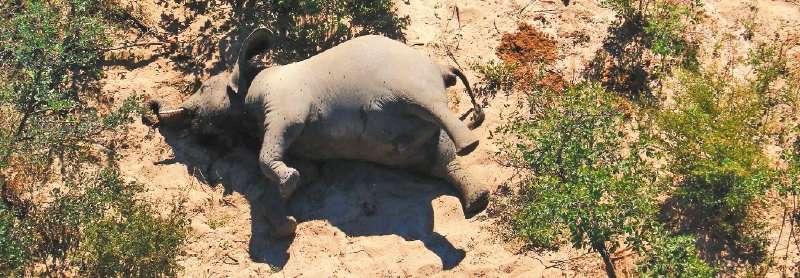 This image provided on July 3, 2020 courtesy of the National Park Rescue charity shows the carcass of one of the many elephants which have died mysteriously in the Okavango Delta in Botswana. Hundreds of elephants have died mysteriously in Botswana's famed Okavango Delta, the wildlife department said on July 2, 2020, ruling out poaching as the tusks were found intact. The landlocked southern African country has the world's largest elephant population, estimated to be around 130,000. - RESTRICTED TO EDITORIAL USE - MANDATORY CREDIT "AFP PHOTO /NATIONAL PARK RESCUE" - NO MARKETING - NO ADVERTISING CAMPAIGNS - DISTRIBUTED AS A SERVICE TO CLIENTS
/ AFP / NATIONAL PARK RESCUE / - / RESTRICTED TO EDITORIAL USE - MANDATORY CREDIT "AFP PHOTO /NATIONAL PARK RESCUE" - NO MARKETING - NO ADVERTISING CAMPAIGNS - DISTRIBUTED AS A SERVICE TO CLIENTS