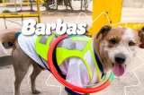 Los “funcionarios” de cuatro patas que integran la Unidad de Mantenimiento Vial de Bogotá