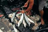 Barco jamaiquino realizaba pesca ilegal en aguas colombianas