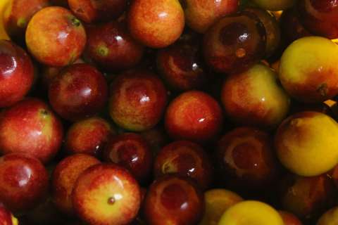 ¿Para qué sirve el camu camu? El superfruto amazónico que conquista al mundo