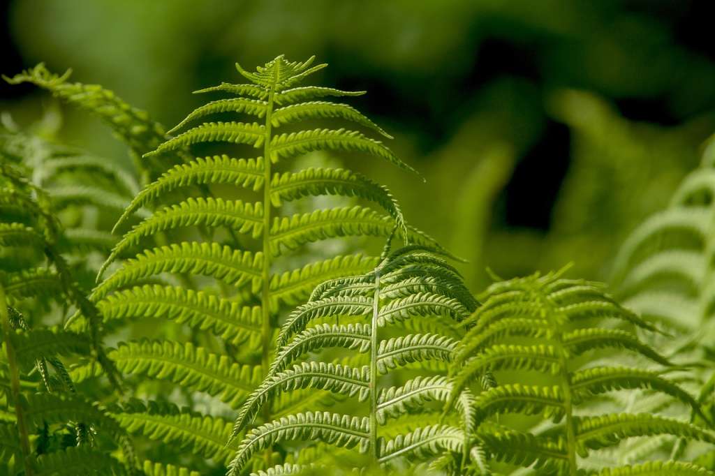 Son plantas que existen desde hace más de 350 millones de años.