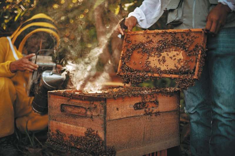 Campo Dulce tiene once fichas técnicas de productos listos para comercializar. / Campo Dulce