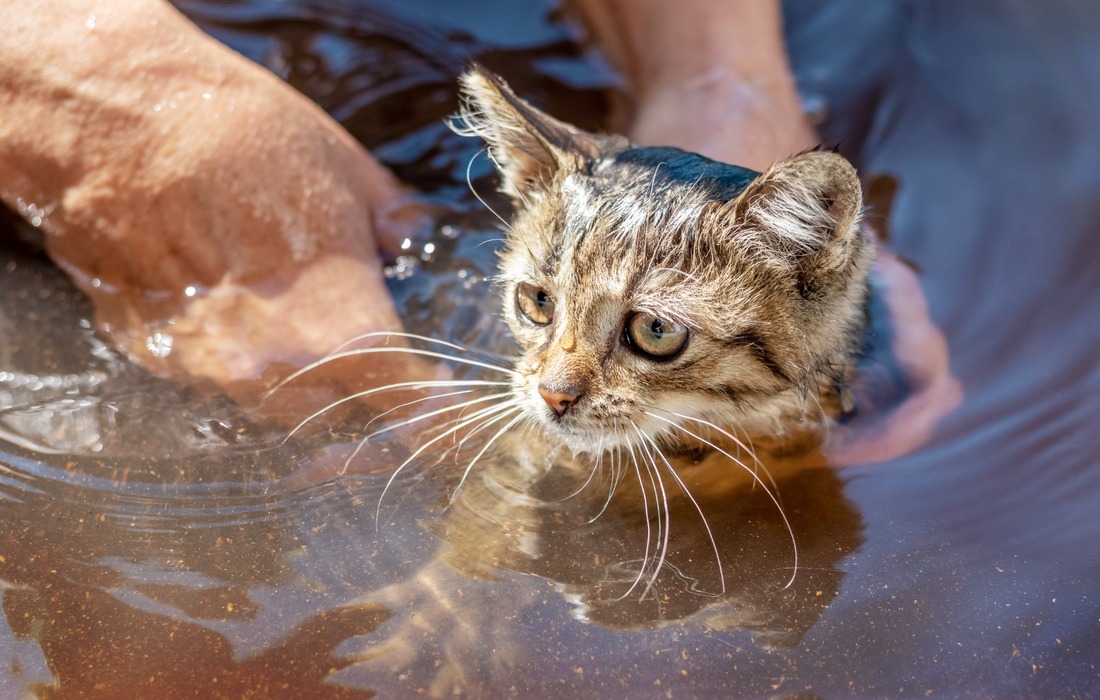 Convocan gran donatón para ayudar a los animales afectados por las inundaciones en Córdoba