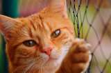 ¡Adorables! en fotos, las diferentes razas de gatos naranjas