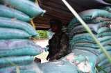 Denuncian desaparición de familia en Arauca, tras combate de Ejército y disidencia