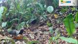 Un venado, un puercoespín y un hurón fueron registrados, por primera vez, en Huila