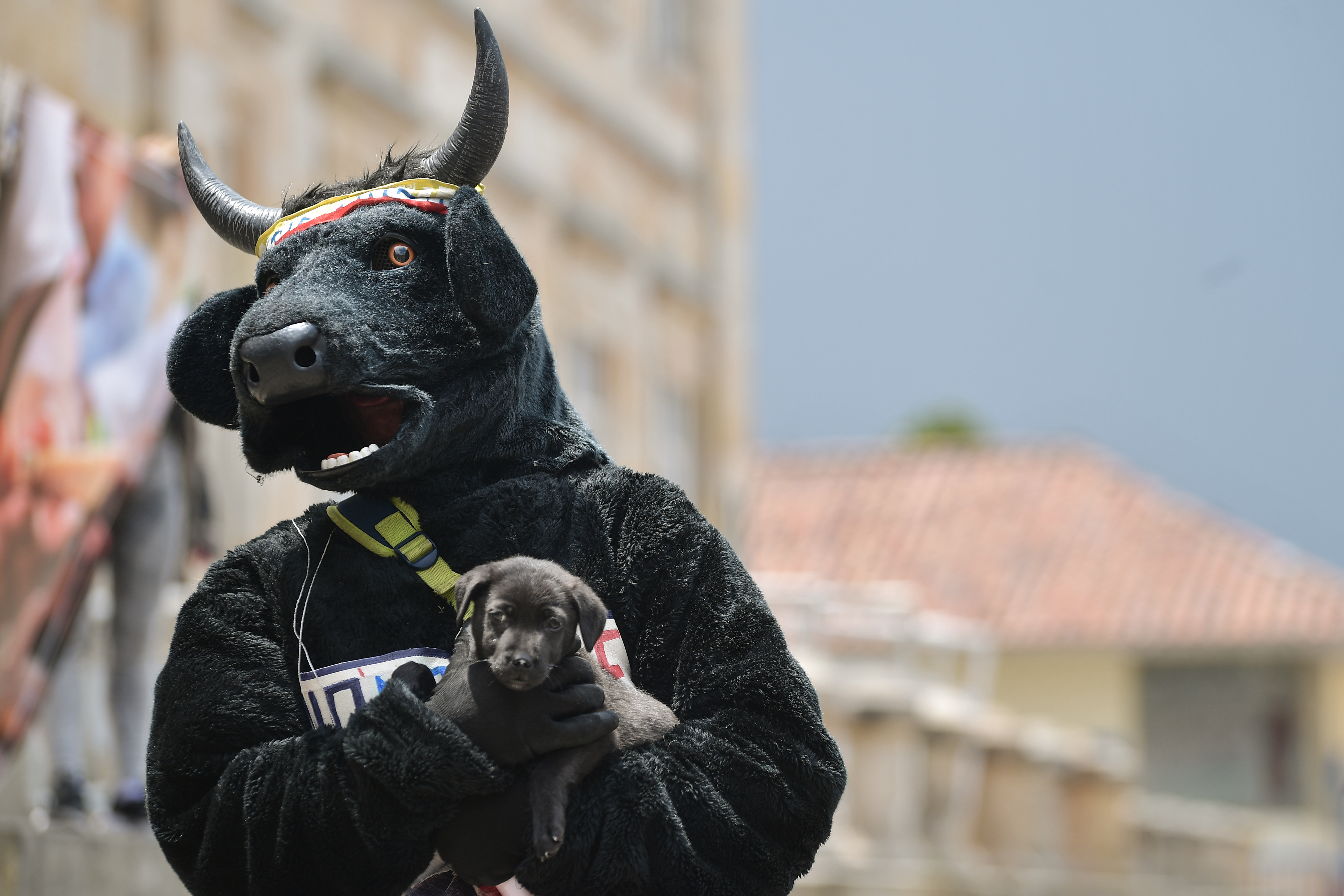 Varios colectivos animalistas se reunieron frente al Congreso de la República para realizar un plantón a favor del proyecto de ley No 85 que prohíbe las peleas de gallos, las corridas de toros y las corralejas