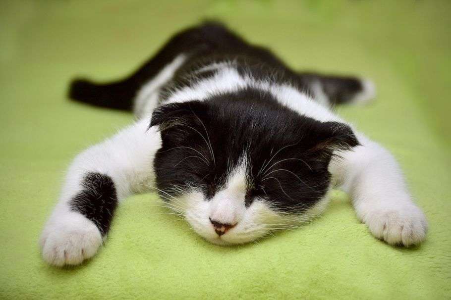 Gato durmiendo