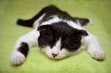 ¿Por qué es bueno dormir con gatos?