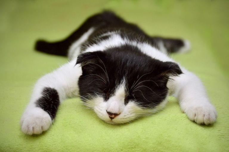 ¿Qué pasa si mis gatos duermen en mi cama?
