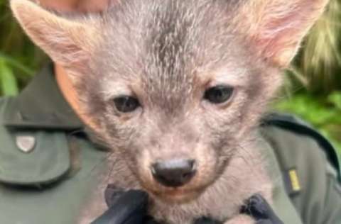 Rescatan a perro zorro que era tratado como mascota en Bucaramanga
