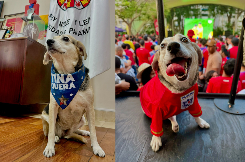 Tina Quera, perrita alcaldesa de Ciudad de Panamá