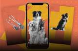 Las 3 razas de perros más inteligentes